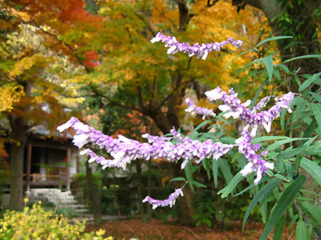 花の名前を知らなくてごめんなさい。<br />こちらも紫の花がきれいだったので、モミジをバック<br />に撮ってみました。