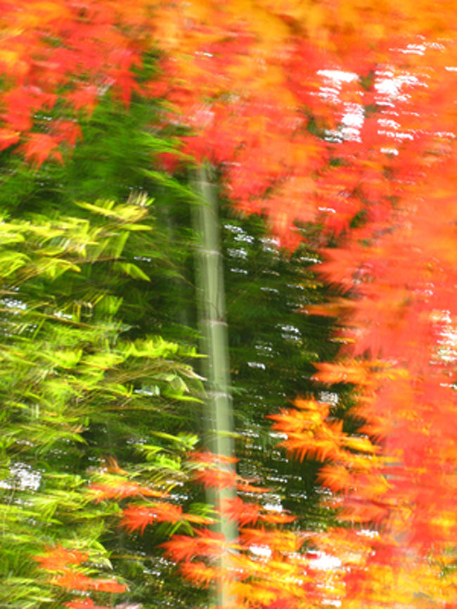 竹とモミジのコラボレーションですが、たまたま<br />手ぶれになったほうが面白かったのでのせました。