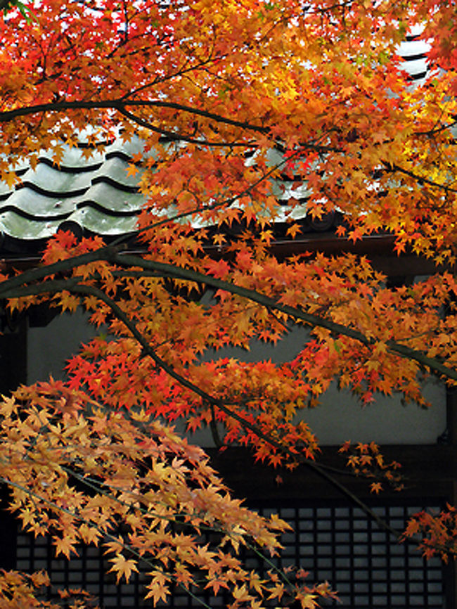 なかなかピークの時を見計らっていくのは難しいですね。来年もがんばります。