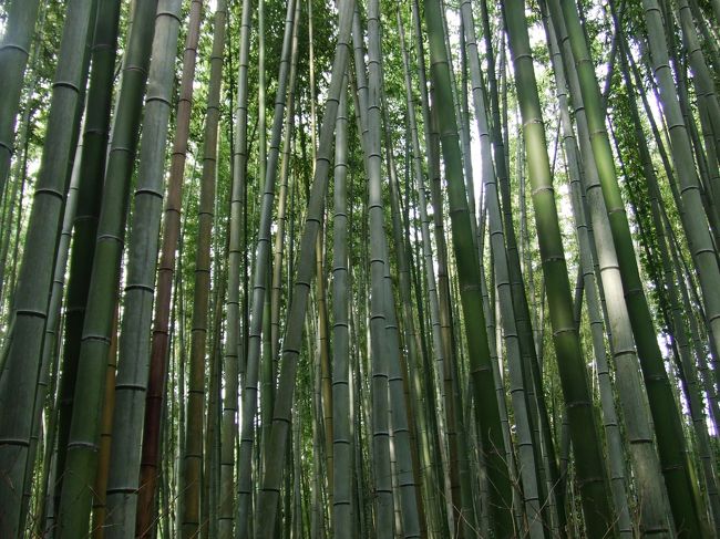 いや〜ほんとに美しい。。。竹林。。