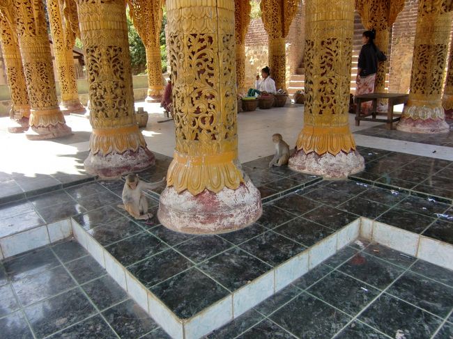 ポッパ山到着。<br /><br />のぼり口近くにはサルがわんさか。<br />ニホンザルと比べるとちょっと小さいかな。<br /><br />下から1000段くらいある階段をひたすら登っていく。<br />標高も1000m超えるくらいなので、結構しんどい。。。