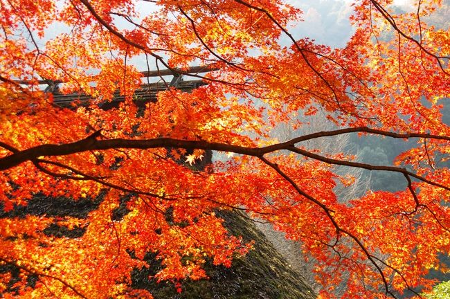 ’59年 小柴外一幻の技法◆岩城硝子 パート・ド・ヴェール『桜・紅葉』緑プレート 59年 小柴外一幻の技法◇岩城硝子 パート・ド・ヴェール『桜・紅葉』