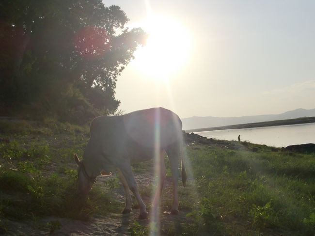 草を食べてる牛は、草をおいつつ、じょじょに前に。。。<br />って近すぎだろ。<br /><br />