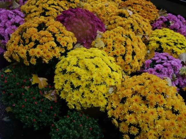 菊たちいっぱい。<br /><br /><br />フランスでもおそなえ菊とは奇遇。<br /><br /><br /><br />・・・いま他のサイトみてみたら、フランスでは菊プレゼントしちゃいけないと書いてある。たしかに。