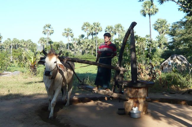途中で　椰子の加工をしている所で見学。　これはゴマをしぼっています。　こぶのある力強い牛が、臼を回して、ゴマ油の良い香りが・・・