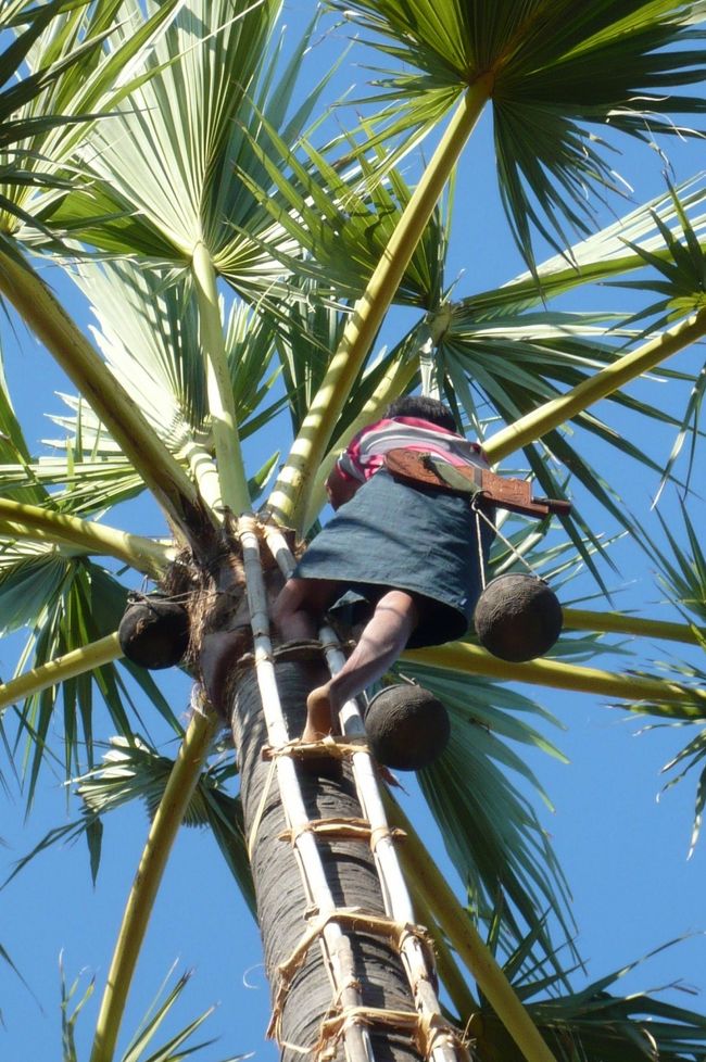 細い梯子　を軽々登って　椰子の花芽に取り付けた汁液の壷を交換。