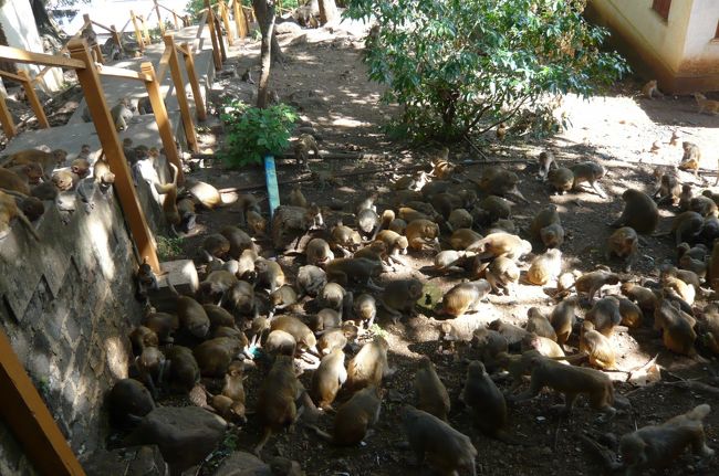 またまた痛い思いで、山を下り、参道の左右には沢山のお土産売りの店。　猿も沢山いましたが、　小さめ！　