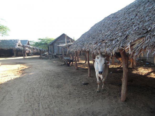 ミンナントゥ村に到着。少女に村を案内してもらいました。村民は５００人ほど、家は竹かヤシの葉作りで現代建築とはかけ離れた家々が並んでいます。家畜や織物作り、椰子から作った葉巻などを見学させてもらいました。