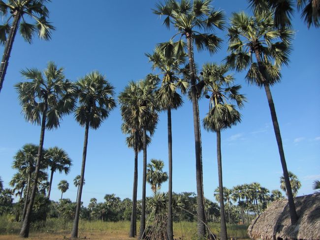 ８：００に宿を出発。ポッパ山とマレーを周って５０＄でチャーターしました。<br />椰子の木が並ぶ風景をひたすら走っていきます。