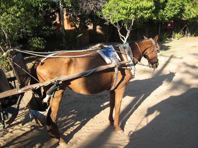午後は馬車に乗って、整備された　車両が通行出来る道路と違って、馬車は小さな道を　ほこりをたてながら、　進みます。　