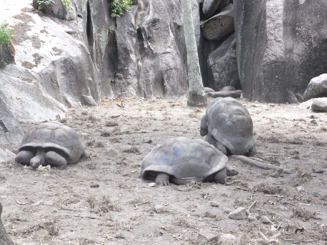 たくさんゾウガメが飼われていました。<br />カメさん、交尾中。