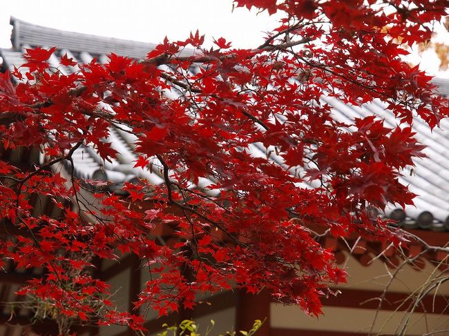 西僧坊　裏手の紅葉