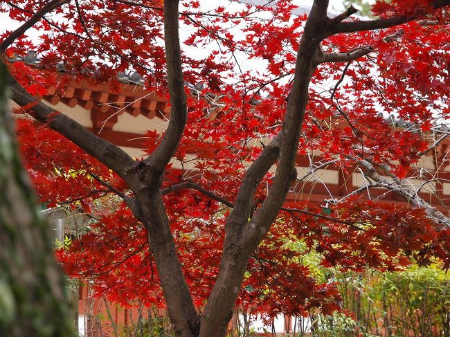 　大修理完成後の唐招提寺に<br /><br />　　　続く