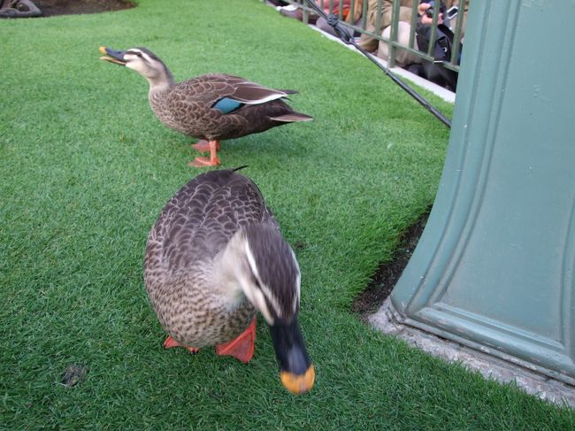 ランチの後は、スペースマウンテンに乗り、スターツアーズへ。<br /><br />パレードの時間になったので、場所取りに。<br /><br />かもさんが、こんなに近くに。