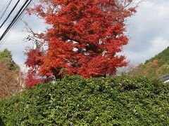■道中の紅葉①
これから訪れるのは毘沙門堂。
その道中にも真っ赤に色付いた葉を残している木がちらりほらり。