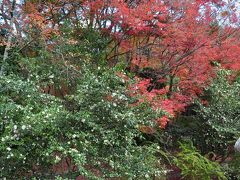 哲学の道は桜並木中心なので紅葉はあまりありませんが、たまにこのような美しい紅葉をみることができます。