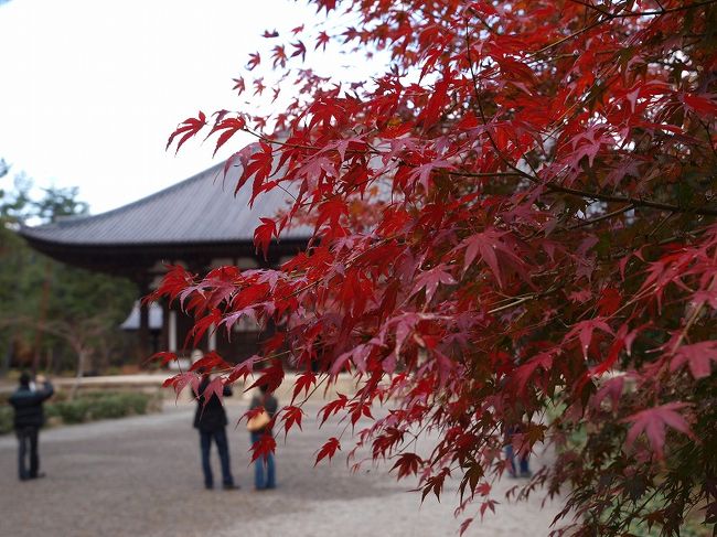 師走に入ったというのに<br /><br />　　　　紅葉