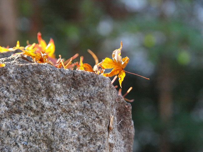 　　歌碑　紅葉