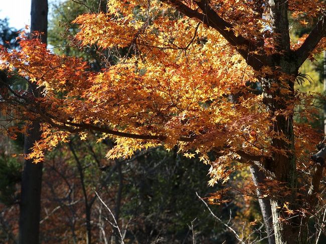 　　金堂の裏手を礼堂へ