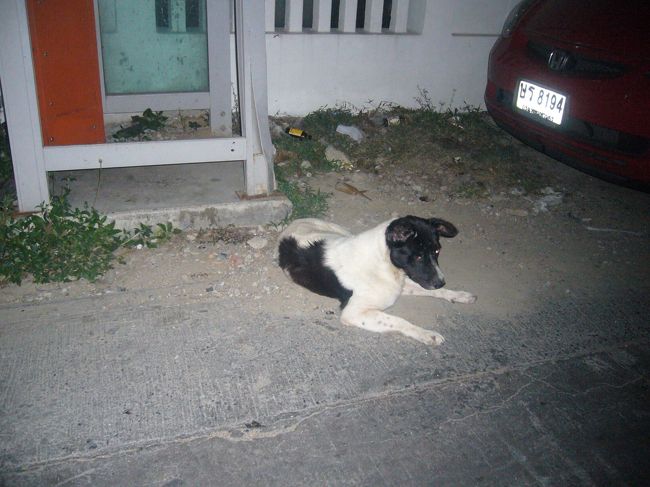 ついにタクシー乗車。 <br />おもっき涼しい。 <br />てかタイの物価は最近急上昇しています。 <br />それでもタクシーの初乗りは35バーツ(110円ぐらい)です。 <br />空港から30分ぐらいでゲストハウス到着。 <br />300バーツぐらいかかった。安いけど、今思えば100円ぐらいぼったくられてたと思う。<br />周りには野犬。。。。。