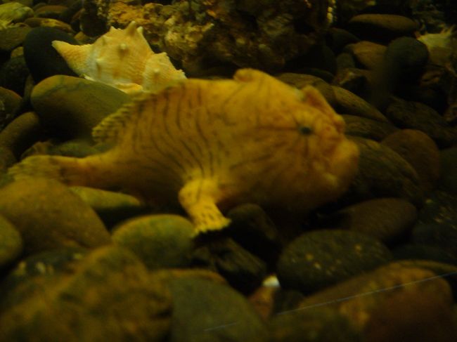 これは。。。。