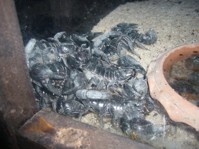 さすがにサソリ固まりすぎ。