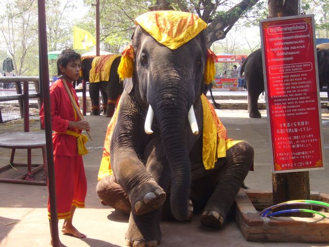 このツアーはゾウさんライドもついてます<br />ゾウってかしこくてかわいい。でもすごいさみしがり屋らしい