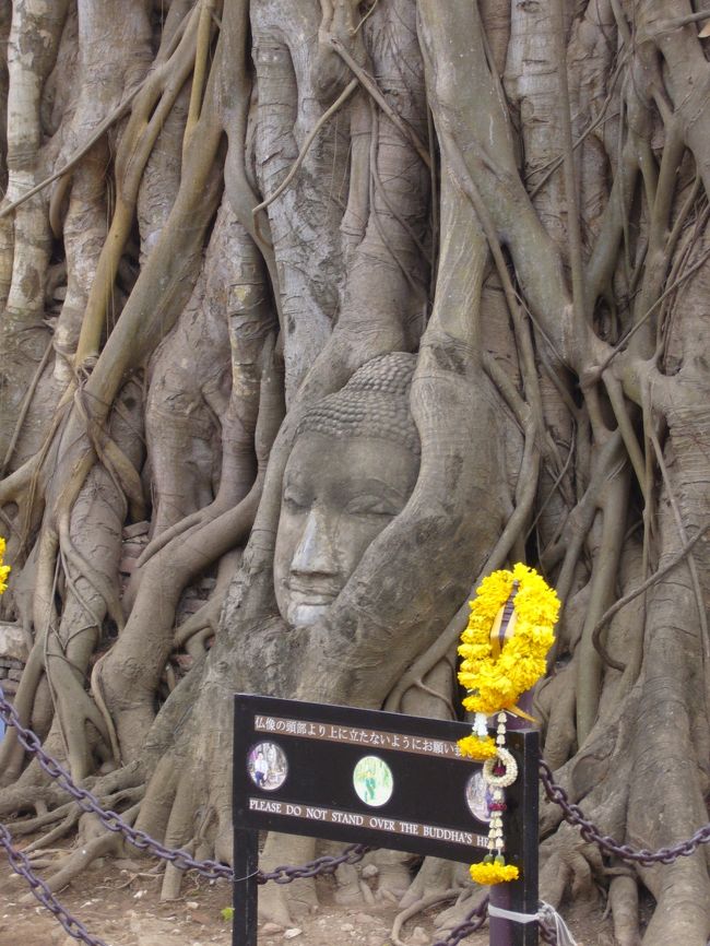 これは自然になったものらしいが、木のパワーってもんはしょうがないなー