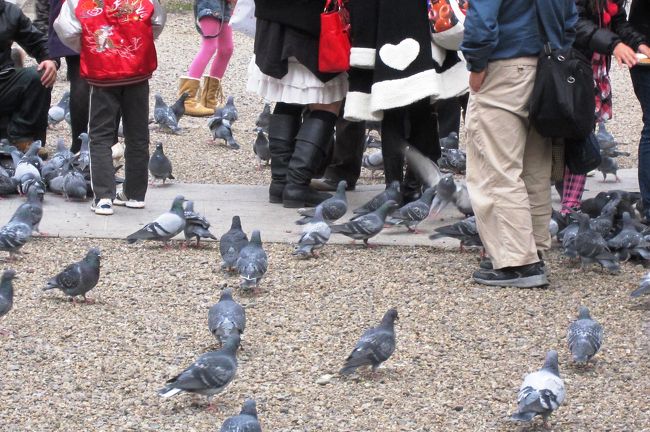 大須観音名物の鳩です。無人で販売されている鳩の餌もあります。人に良く馴れています。