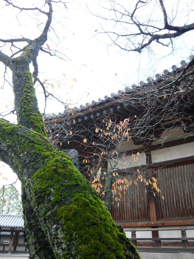 夢殿と、苔と老木
