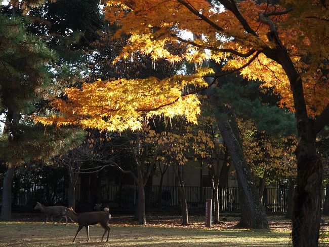 奈良公園　紅葉を見ながら宿へ