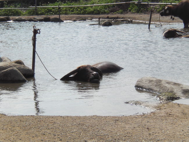 <br />由布島にあるプールで休んでいる水牛。<br /><br />可愛い★