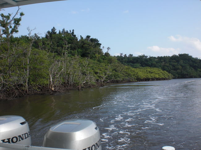<br />仲間川にあるマングローブ