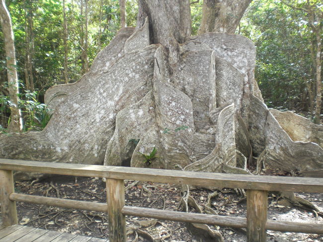 <br />仲間川の途中にある樹齢400年の<br /><br />サキシマスオウ　　大きくてびっくり。