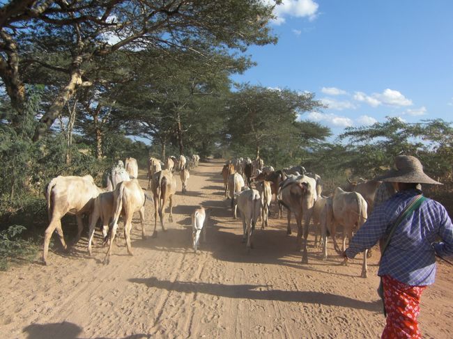 途中ヤギの大群と合流。砂ぼこりにやられて、泥だらけです。