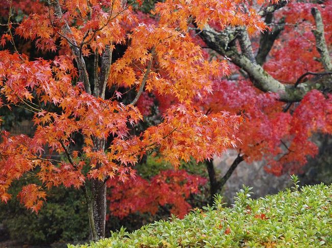 修学旅行生を避け<br /><br />　弁天池へ　期待はずれ（笑）紅葉の美しさ