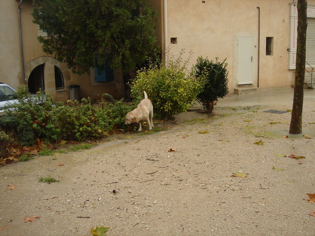 なぜか放し飼いになっているわんこ。<br />飼い主らしき人がまったく見当たらず。
