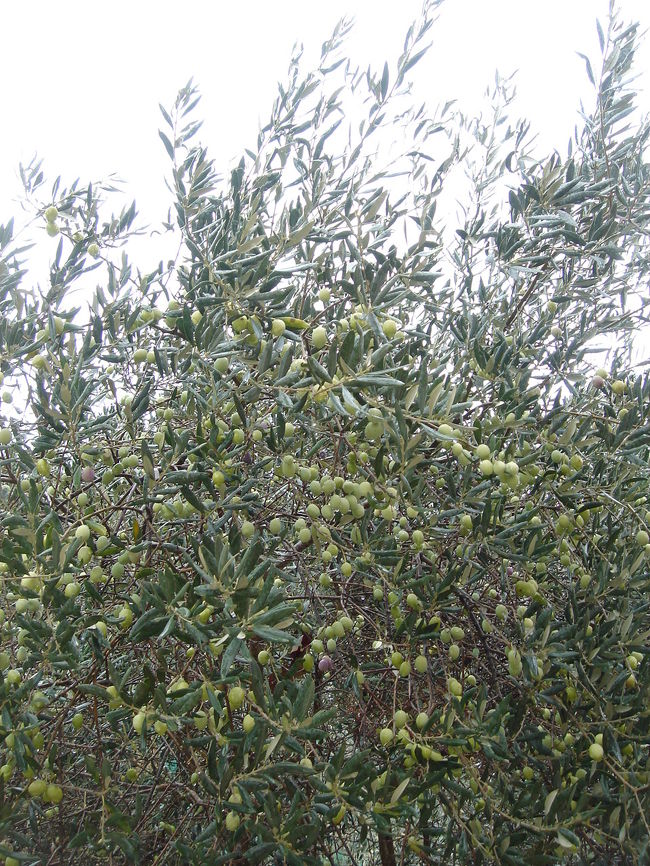 今回は生オリーブ食べたりしてません。