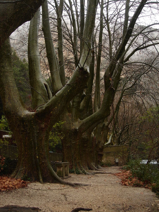 どこの町もそうなんだけど、<br />ここらの街路樹、めちゃくちゃ太いです。<br /><br />どんだけ栄養あるのか。<br />どんだけ長いことここで街路樹でいるのか。謎。