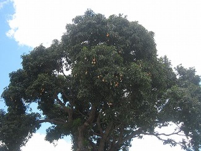 空港を出てすぐにマンゴ（manga）の大きな木が立っていました。黄色の熟した身がたくさんなっています。日本だと1個数千円ですがブラジルでは1個50円ぐらいです。