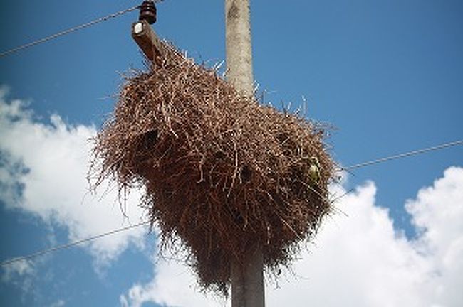 途中の電信柱には緑のインコがたくさん住みついています。この中に何十匹ものインコが住んでいます。
