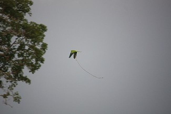 頑張って木の枝を運んでいます。