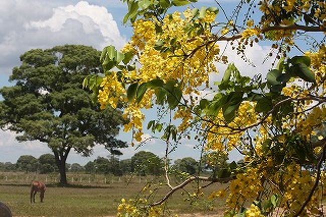 ホテル入口にはブラジルカラーでもある黄色の花をつけた気がありました。
