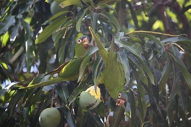 ホテルにも大きなマンゴの木があります。ここにはたくさんのインコがこのマンゴを食べに来ています。