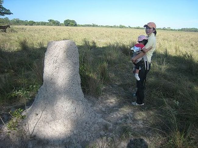 アリ塚です。身長ほどのアリ塚がたくさんあります。