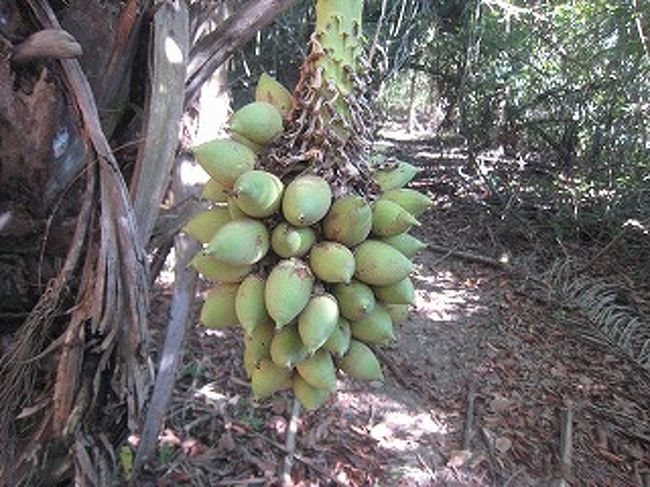 この実は鳥の大好物だそうです。