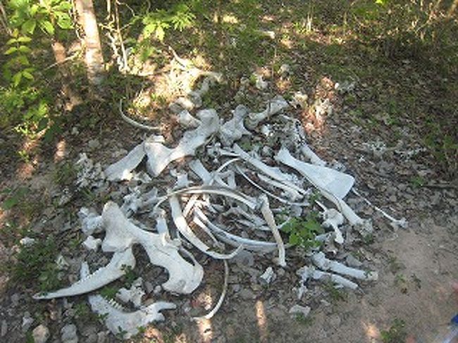 牛の骨です。パンタナールにはたくさんの牛が放牧されています。