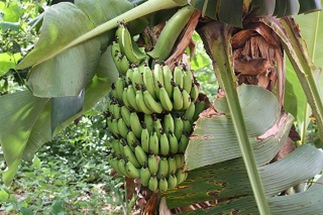 自然のバナナはこんな風になっています。周りはバナナだらけ・・