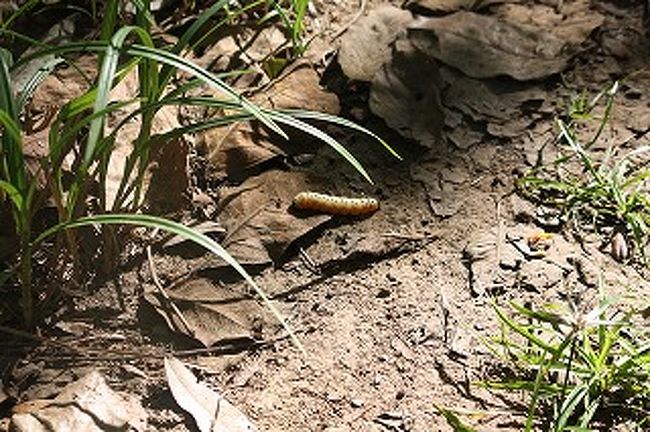 道にはたくさんのうごめく物が・・・