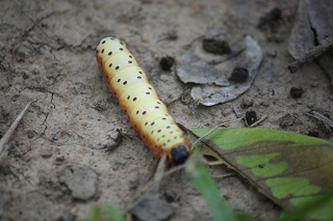 寄ってみるとこんな感じ！触ってはいないが、あきらかにプニョプニョ感が伝わってくる。